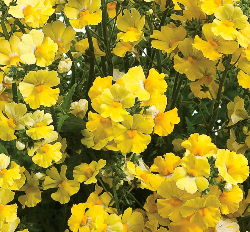 Sunsatia® Lemon Nemesia Natorp's Online Plant Store